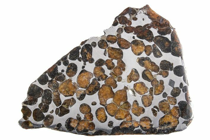 Polished Sericho Pallasite Meteorite ( g) Slice - Kenya #300774